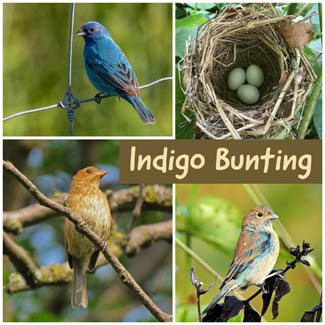 Indigo Bunting